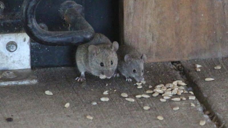 שיש עכברים בבית