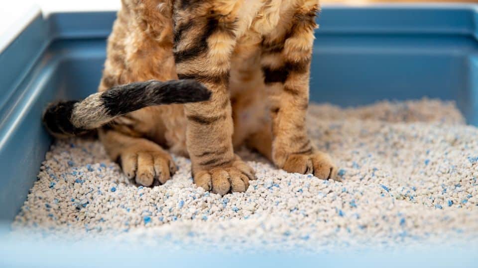 איפה ניתן להזמין חול קריסטלי לחתולים?