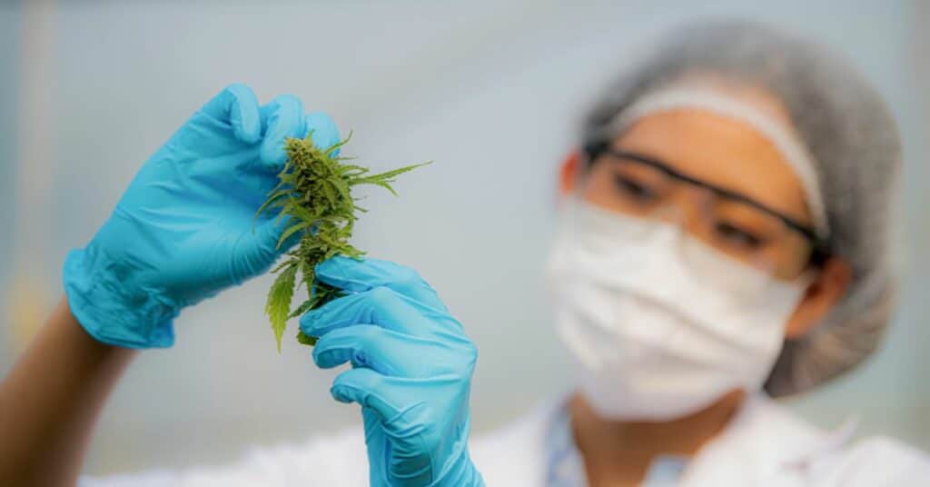 צורכים קנאביס רפואי הכירו את החומרים העיקריים שבצמח